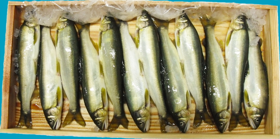 アユ(鮎)